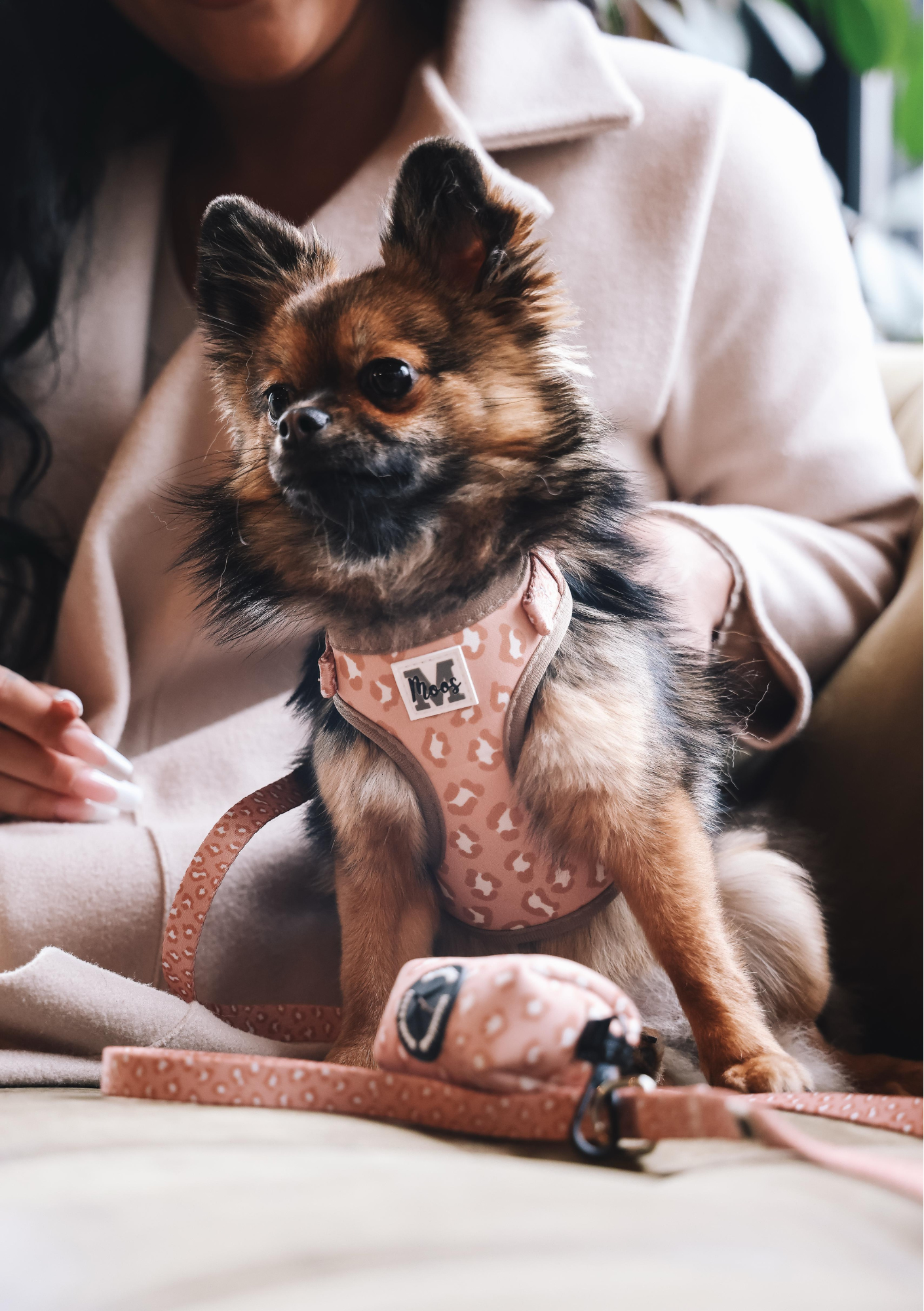 Leash | Panter
